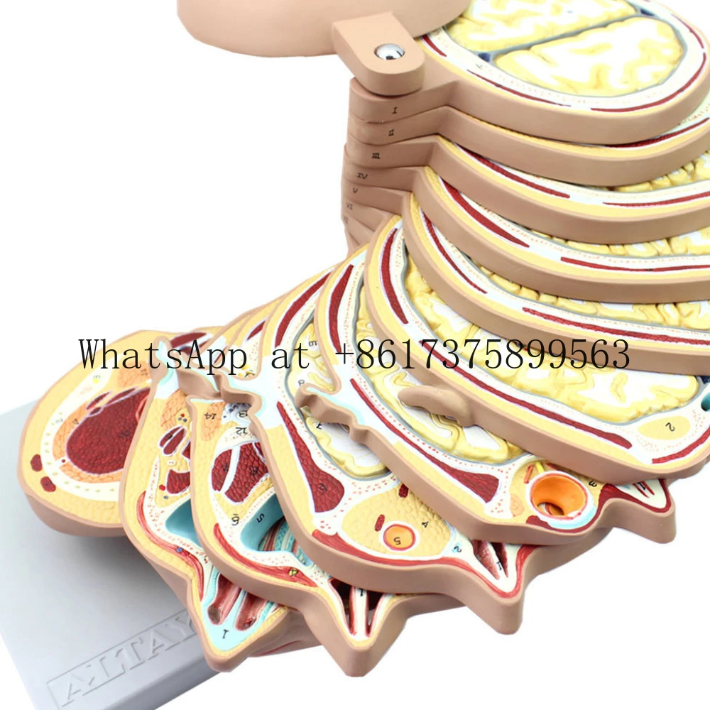 Human Torso Horizontal Section Anatomy Model for Medical Training