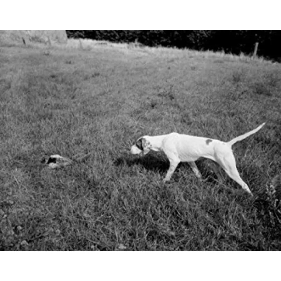 English Pointer pheasant hunting in wheat stubble Poster Print 24 x 36
English Pointer pheasant hunting in wheat stubble Poster Print 24 x 36