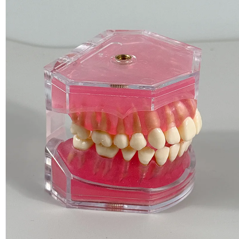 Transparent Dental Model Tooth Root Visible Dental Typodont Model With Removable Teeth Soft Gum Tooth Extraction Pratice Models
Transparent Dental Model Tooth Root Visible Dental Typodont Model With Removable Teeth Soft Gum Tooth Extraction Pratice Models