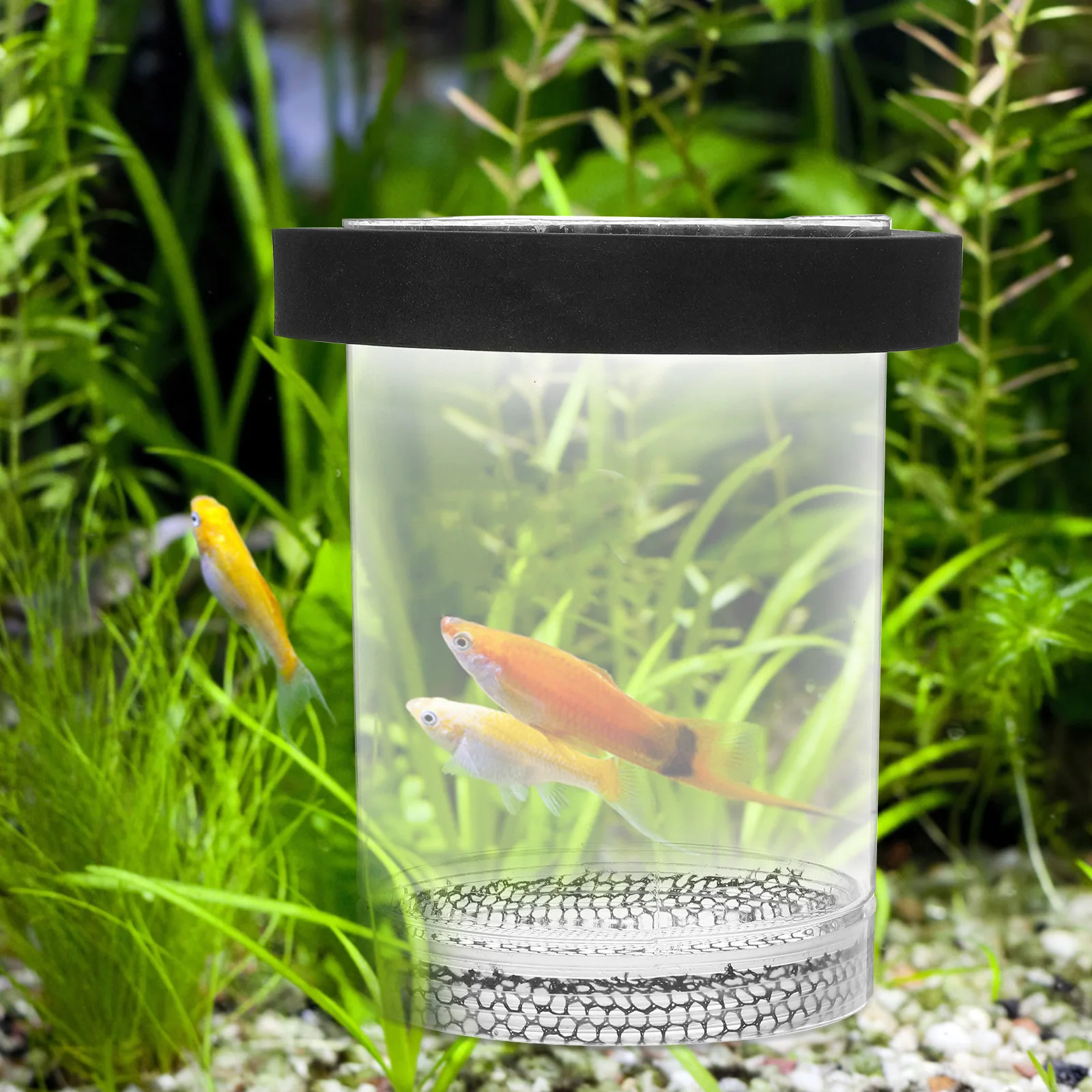 Fish Breeder Box Aquarium Fish Tank Breeding Case Container Floating Hatchery Fry Protector Newborn Safe Healthy Transparent
Fish Breeder Box Aquarium Fish Tank Breeding Case Container Floating Hatchery Fry Protector Newborn Safe Healthy Transparent