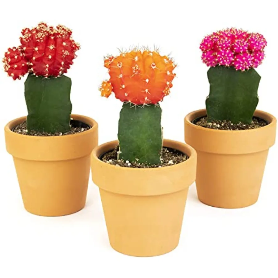 Grafted Cactus Succulent 3PK in 3 Terracotta Pots Live Succulents Mini Cacti Plant Gift Real Houseplants for Home or Office Eas
Grafted Cactus Succulent 3PK in 3 Terracotta Pots Live Succulents Mini Cacti Plant Gift Real Houseplants for Home or Office Eas