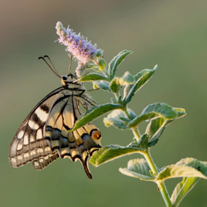 R / Gunmetal / MP10 Крепление заднего нижнего рычага подвески (RR) IF610 для Kyosho MP10 1/8 Детали для обновления радиоуправляемого автомобиля Запасные аксессуары
R / Gunmetal / MP10 Крепление заднего нижнего рычага подвески (RR) IF610 для Kyosho MP10 1/8 Детали для обновления радиоуправляемого автомобиля Запасные аксессуары