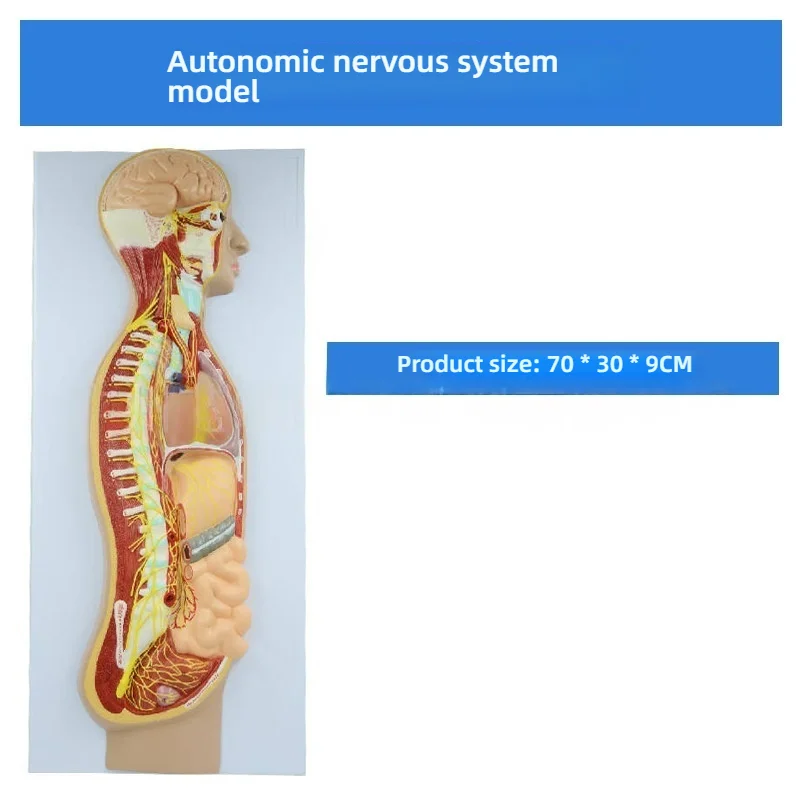 unique Human Autonomic Nervous System Relief Model PVC Sympathetic Nervous Anatomy Model for Medical Neurology Teaching
unique Human Autonomic Nervous System Relief Model PVC Sympathetic Nervous Anatomy Model for Medical Neurology Teaching