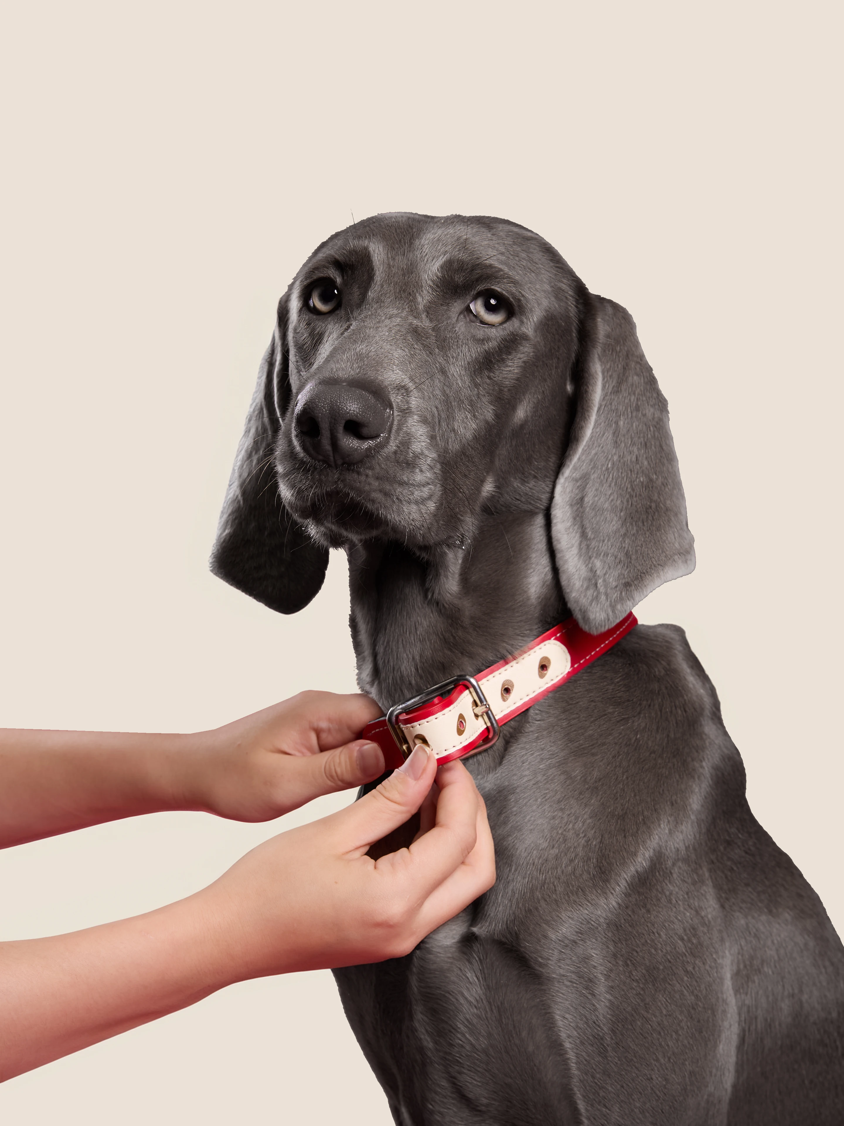 Genuine Leather Pet Leash LAOS Little Dog Collar for Small Medium Large Dogs Adjustable Length Universal Pet Supplies
Genuine Leather Pet Leash LAOS Little Dog Collar for Small Medium Large Dogs Adjustable Length Universal Pet Supplies