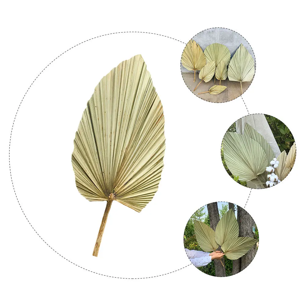 1pc Dried Palm Decor Olive Green Natural Fresh Wedding Layout Vivid Palm Leaf Decorative Green Leaf For Party Wall Hanging
1pc Dried Palm Decor Olive Green Natural Fresh Wedding Layout Vivid Palm Leaf Decorative Green Leaf For Party Wall Hanging