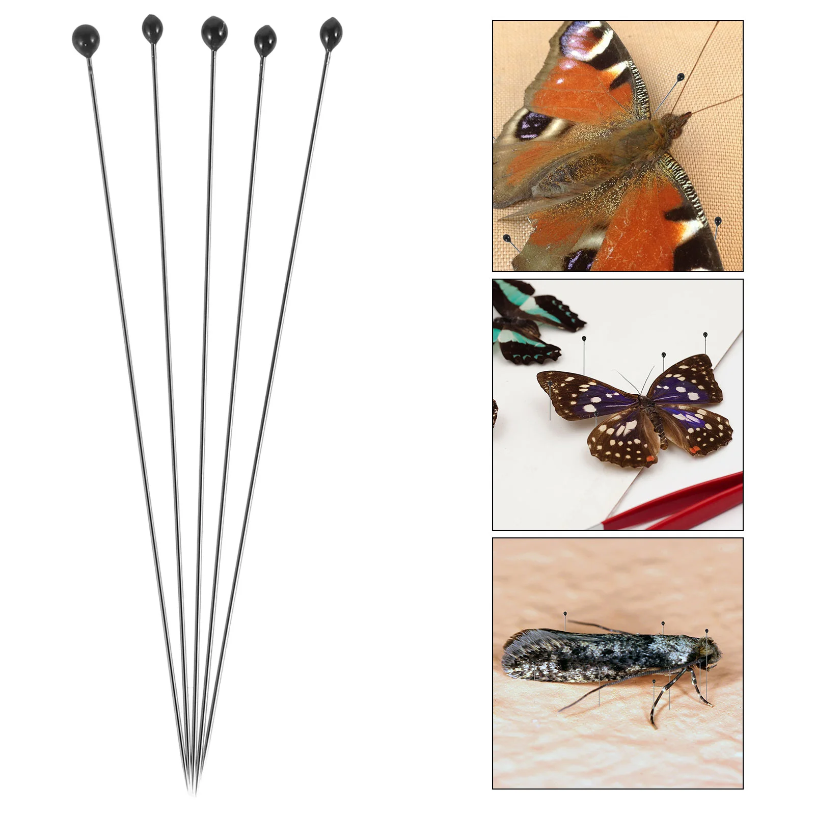100 PCS Stainless Steel Specimen for School Entomology Dissection - #0 (Silver) Pin Specimen Pin Entomology Pin
100 PCS Stainless Steel Specimen for School Entomology Dissection - #0 (Silver) Pin Specimen Pin Entomology Pin
