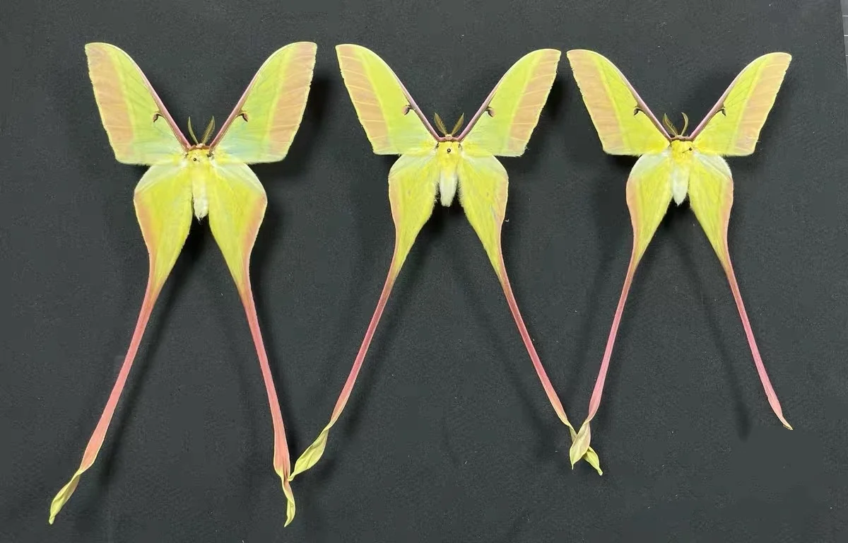 1 PC Natural moth specimens (Actias dubernardi)
1 PC Natural moth specimens (Actias dubernardi)