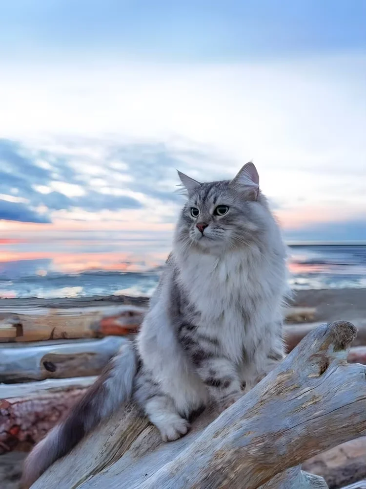 1000 PCS Puzzles for Adults Maine Coon, Jigsaw Puzzles Educational Games Colorful Puzzles Gifts Home Decor
1000 PCS Puzzles for Adults Maine Coon, Jigsaw Puzzles Educational Games Colorful Puzzles Gifts Home Decor