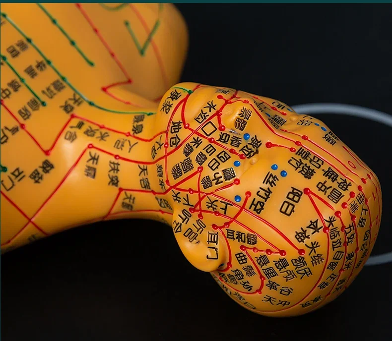 Human Acupuncture Model Human Meridian Acupoints TCM Whole Body
Human Acupuncture Model Human Meridian Acupoints TCM Whole Body