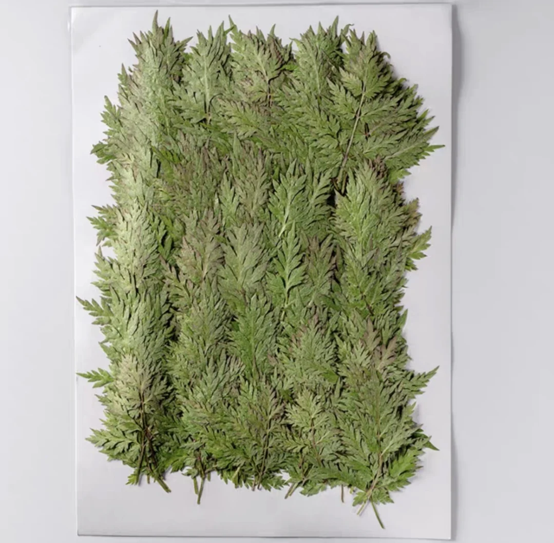 120pcs Pressed Dried Delphinium grandiflorum Leaf Flower Herbarium Resin Epoxy Jewelry Bookmark Frame Phone Case Makeup Lamp
120pcs Pressed Dried Delphinium grandiflorum Leaf Flower Herbarium Resin Epoxy Jewelry Bookmark Frame Phone Case Makeup Lamp