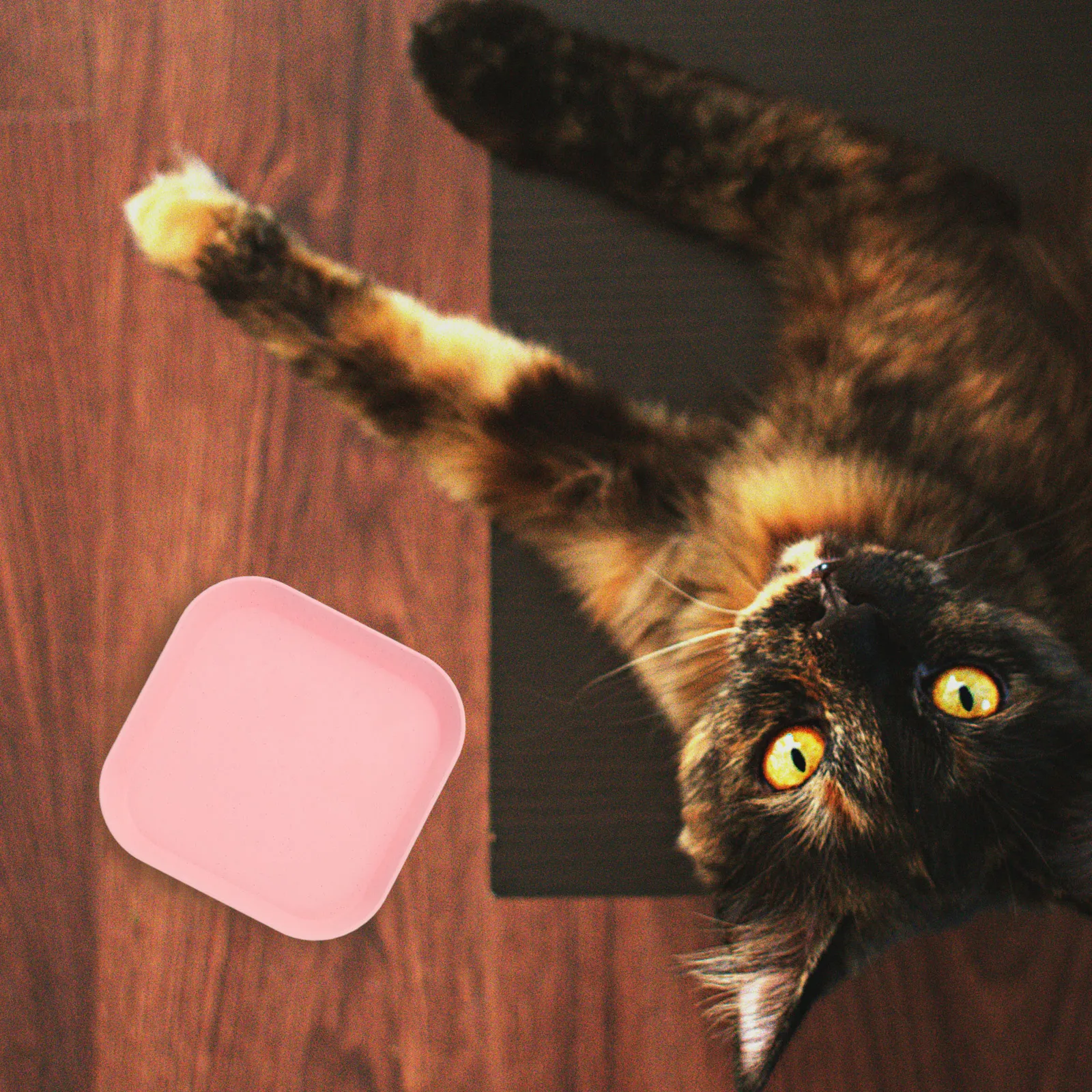 4pcs Cat Food Dish Shallow Kitten Ergonomic Non-Slip Stackable Pet Feeding Bowl For Indoor Outdoor Use Square Cat Plate Pet Bowl
4pcs Cat Food Dish Shallow Kitten Ergonomic Non-Slip Stackable Pet Feeding Bowl For Indoor Outdoor Use Square Cat Plate Pet Bowl