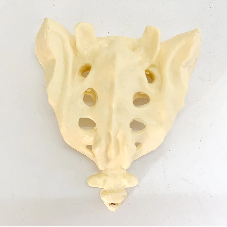 Natural large sacrum with coccyx model medical sports bone model teaching anatomical coccyx skeleton bone
Natural large sacrum with coccyx model medical sports bone model teaching anatomical coccyx skeleton bone