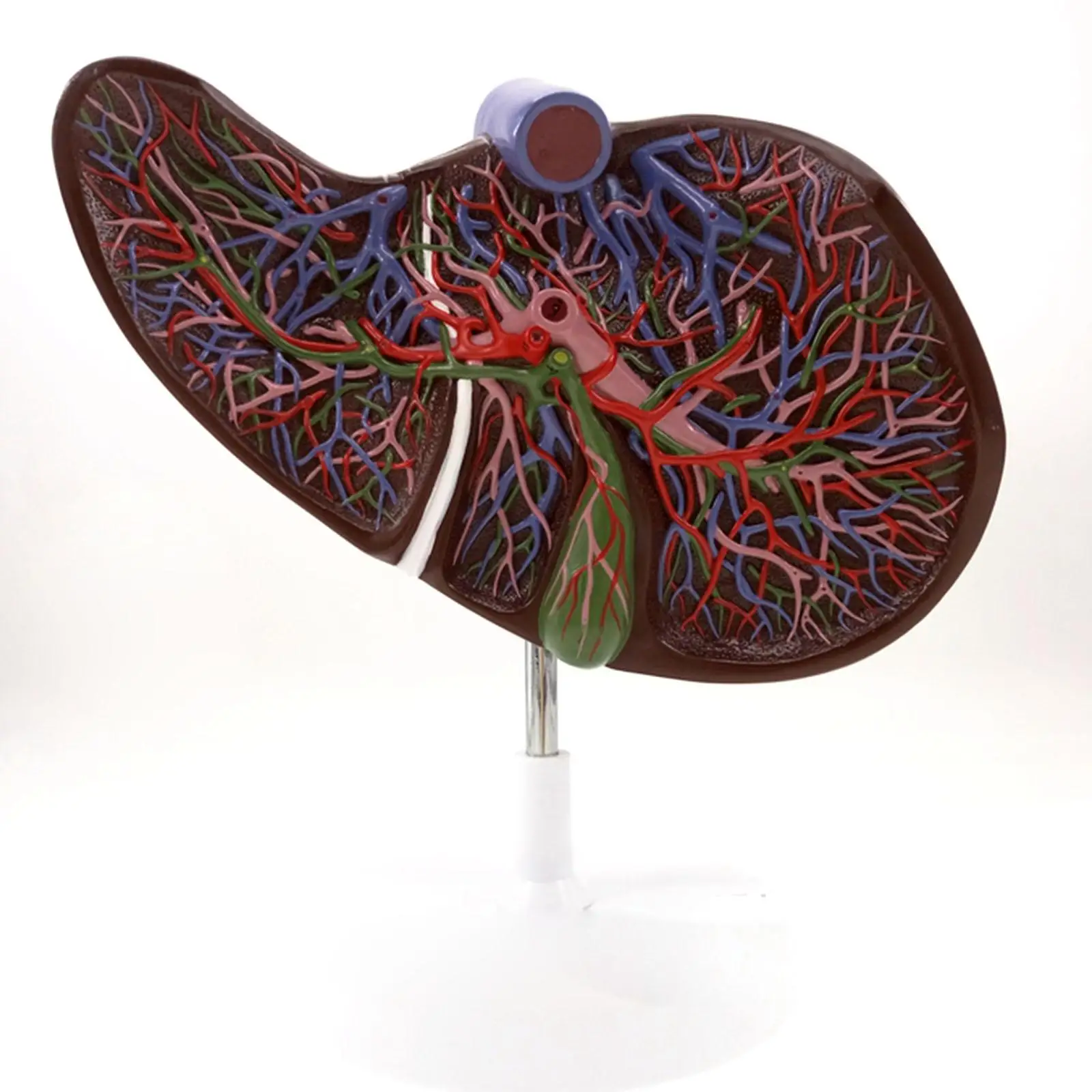 Human Liver Medical Anatomy Model 1.5X Life Size With Vessel Simulation Display
Human Liver Medical Anatomy Model 1.5X Life Size With Vessel Simulation Display