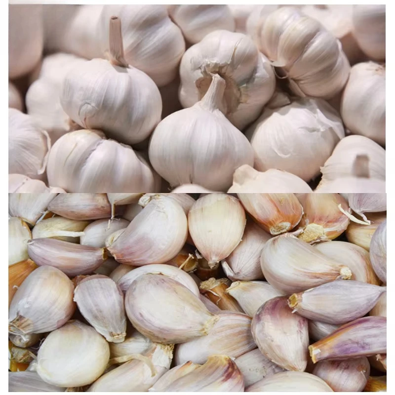Auto High Efficiency Garlic Breaking Separator Garlic Clove Separating Machine
Auto High Efficiency Garlic Breaking Separator Garlic Clove Separating Machine
