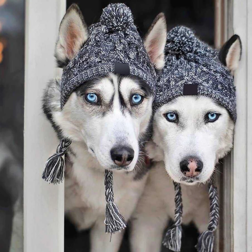 Adorable Knitted Warm Winter Head Cover Ear Holes Small Medium Dogs Rope Design Warmth Protection Gift For Dogs
Adorable Knitted Warm Winter Head Cover Ear Holes Small Medium Dogs Rope Design Warmth Protection Gift For Dogs