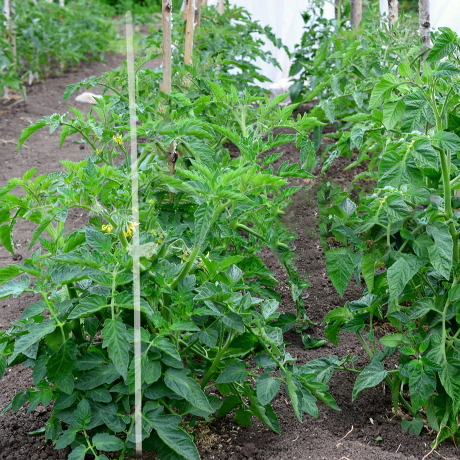 VANZACK Acrylic Plant Stakes 45cm with Orchid Clips Stem Support for Climbing Vines Garden Greenhouse Flower Fixing Clear Rods
VANZACK Acrylic Plant Stakes 45cm with Orchid Clips Stem Support for Climbing Vines Garden Greenhouse Flower Fixing Clear Rods