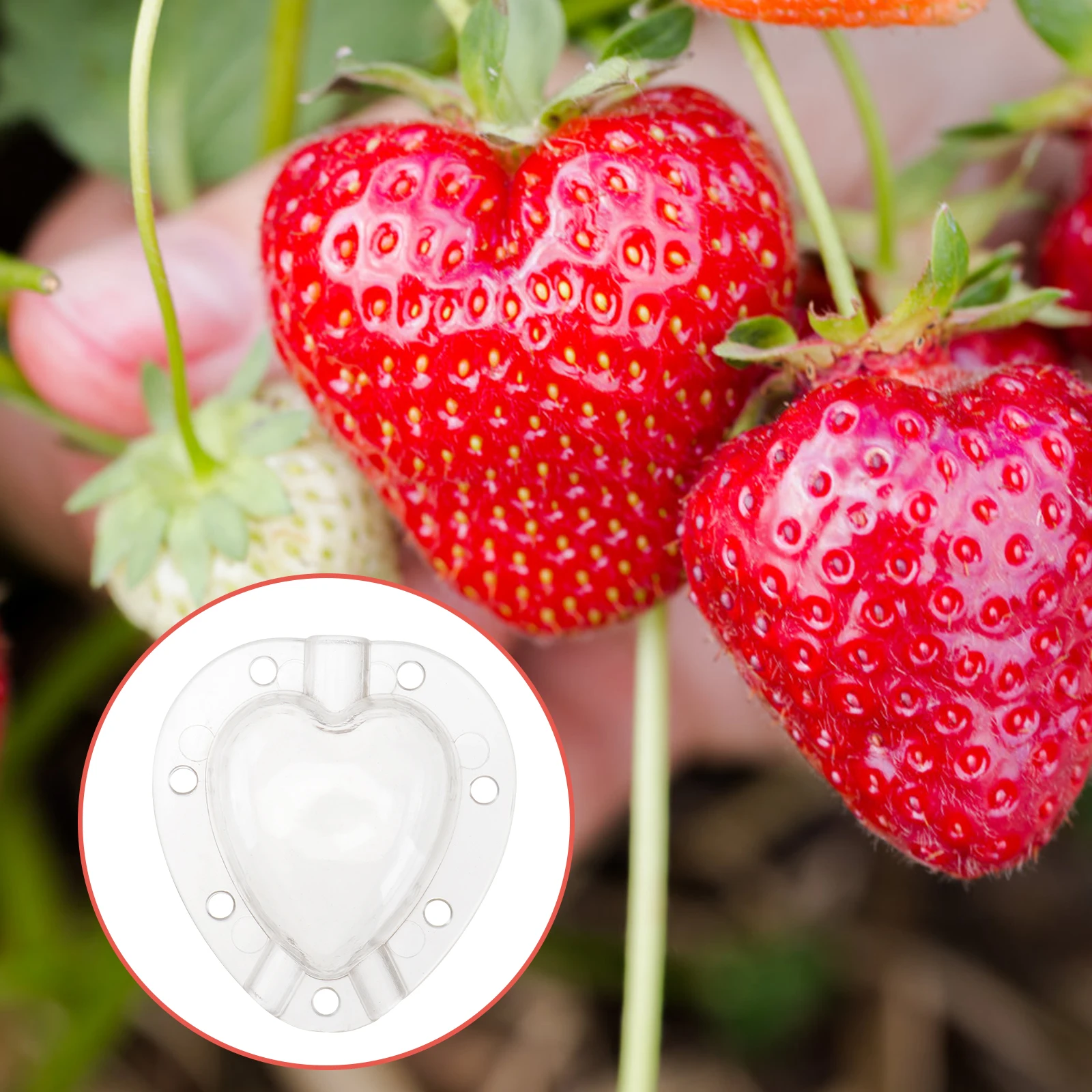 5pcs Heart Shaped Fruit Mold Veggie Forming Molds Cucumber Shaping Standard Material Pressure Resistance Garden
5pcs Heart Shaped Fruit Mold Veggie Forming Molds Cucumber Shaping Standard Material Pressure Resistance Garden