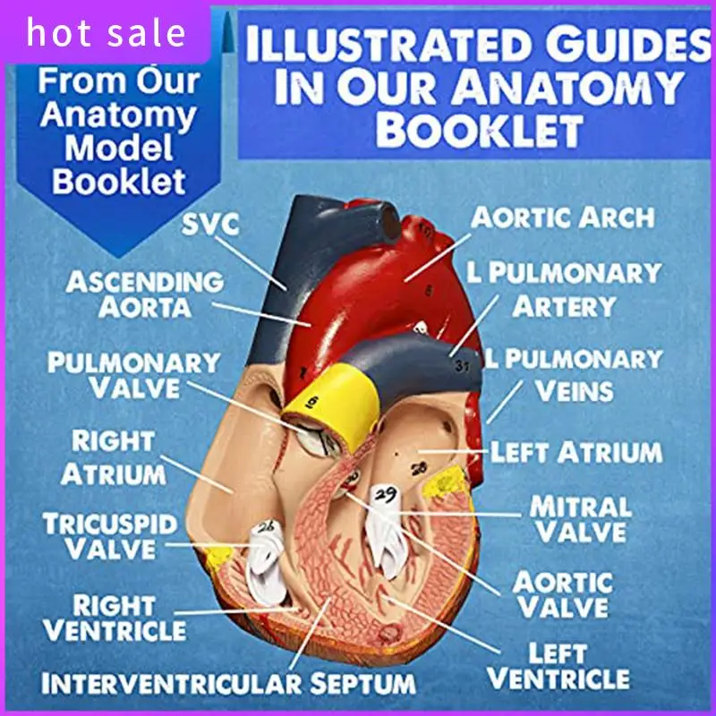Human Heart, Torso And Skeleton Model For Anatomy And Physiology Students Hands-On 3D Model Learning Tool As Shown 3 PCS
Human Heart, Torso And Skeleton Model For Anatomy And Physiology Students Hands-On 3D Model Learning Tool As Shown 3 PCS
