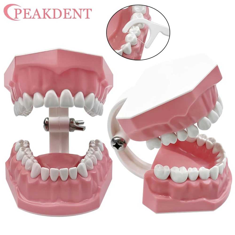 1pcs Dental Teaching Model Dentistry Model Plastic Teeth Model Dental Doctor Patient Communication Dentist Education Demo
1pcs Dental Teaching Model Dentistry Model Plastic Teeth Model Dental Doctor Patient Communication Dentist Education Demo
