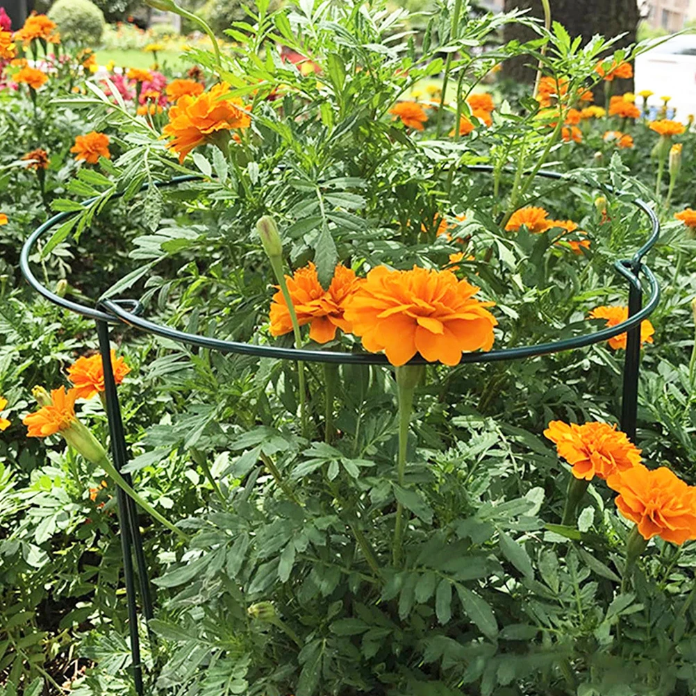 6 Pcs Plant Support Climbing Plants Garden Trellis for Flower Pot Frame Stakes Supports Planter Vegetable
6 Pcs Plant Support Climbing Plants Garden Trellis for Flower Pot Frame Stakes Supports Planter Vegetable
