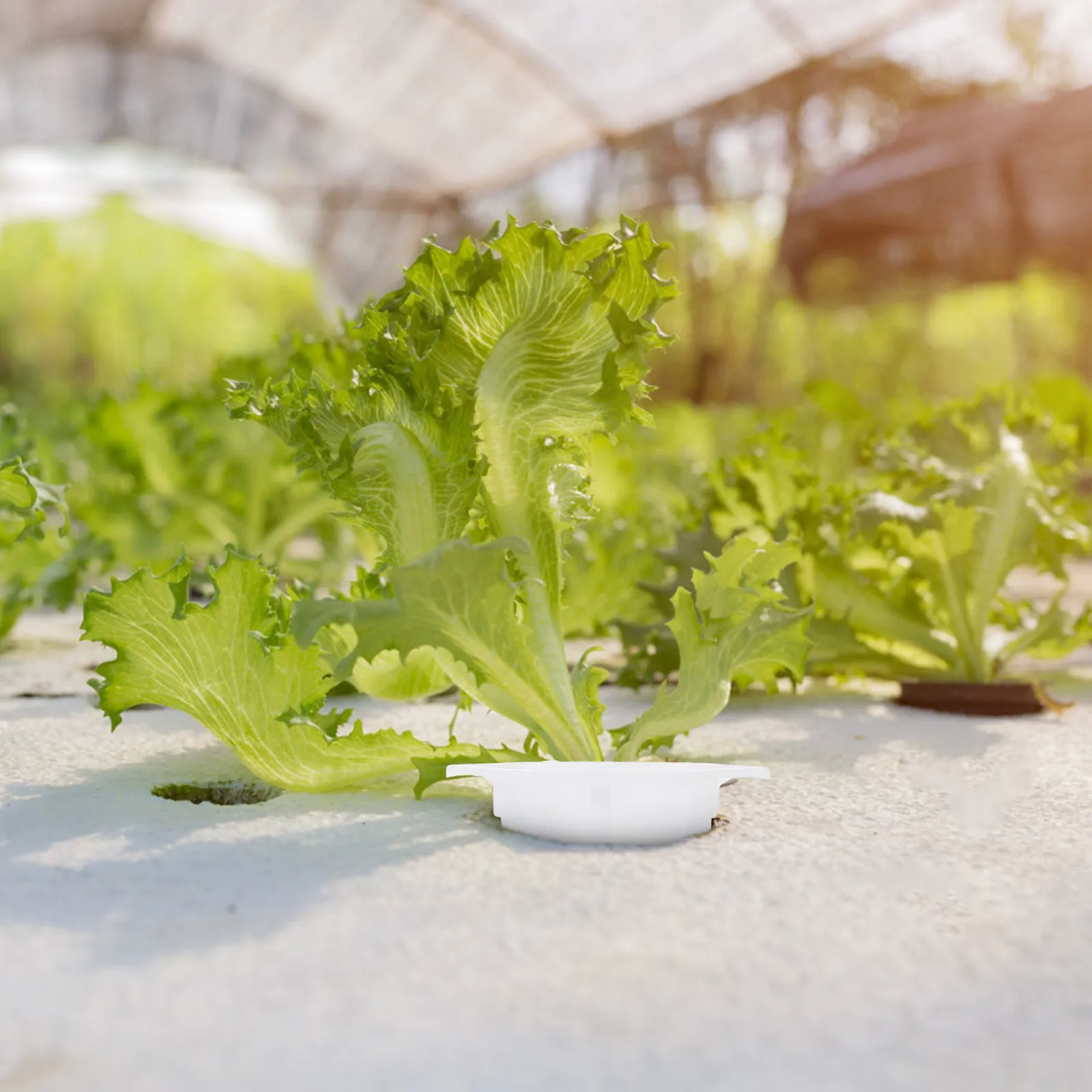 50Pcs Planting Basket Plastic Hydroponic Baskets Soilless Plant Growing Cup Garden Nursery Supplies Air Root Promotion Growth
50Pcs Planting Basket Plastic Hydroponic Baskets Soilless Plant Growing Cup Garden Nursery Supplies Air Root Promotion Growth