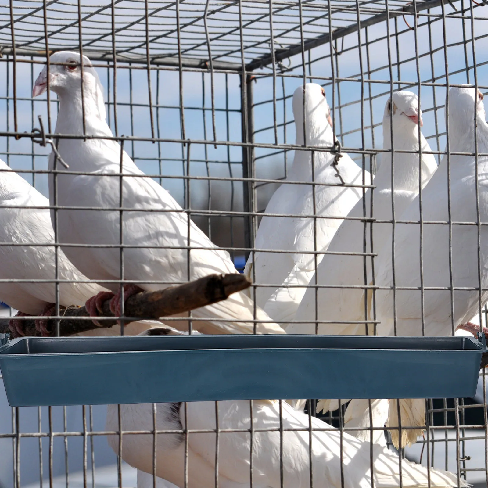 3pcs Chicken Feeder Hanging Poultry Feeding Bowl Blue Plastic Cage Accessory For Chicken Duckling Quail Farm Use Food Container
3pcs Chicken Feeder Hanging Poultry Feeding Bowl Blue Plastic Cage Accessory For Chicken Duckling Quail Farm Use Food Container