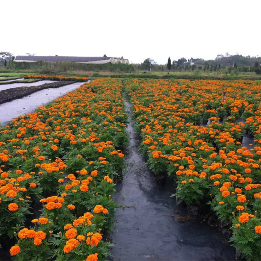 Weed Control Fabric Heavy Duty Landscape Fabric Garden Ground Cover Cloth for Fruit Tree Orchard Air Permeable Moisture
Weed Control Fabric Heavy Duty Landscape Fabric Garden Ground Cover Cloth for Fruit Tree Orchard Air Permeable Moisture