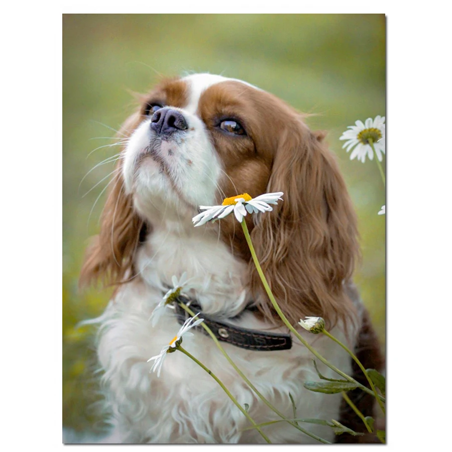 Cavalier King Charles Spaniel Diamond Painting Full Square puppy 5D Diy Diamond Embroidery Animal Mosaic Picture Of Rhinestones
Cavalier King Charles Spaniel Diamond Painting Full Square puppy 5D Diy Diamond Embroidery Animal Mosaic Picture Of Rhinestones