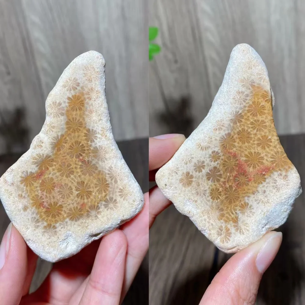 1PCS Natural Unique Coral Jade Raw Slabs Stone Healing Crystals Reiki Energy Home Decor Crafts,Rough Specimen,Gift
1PCS Natural Unique Coral Jade Raw Slabs Stone Healing Crystals Reiki Energy Home Decor Crafts,Rough Specimen,Gift
