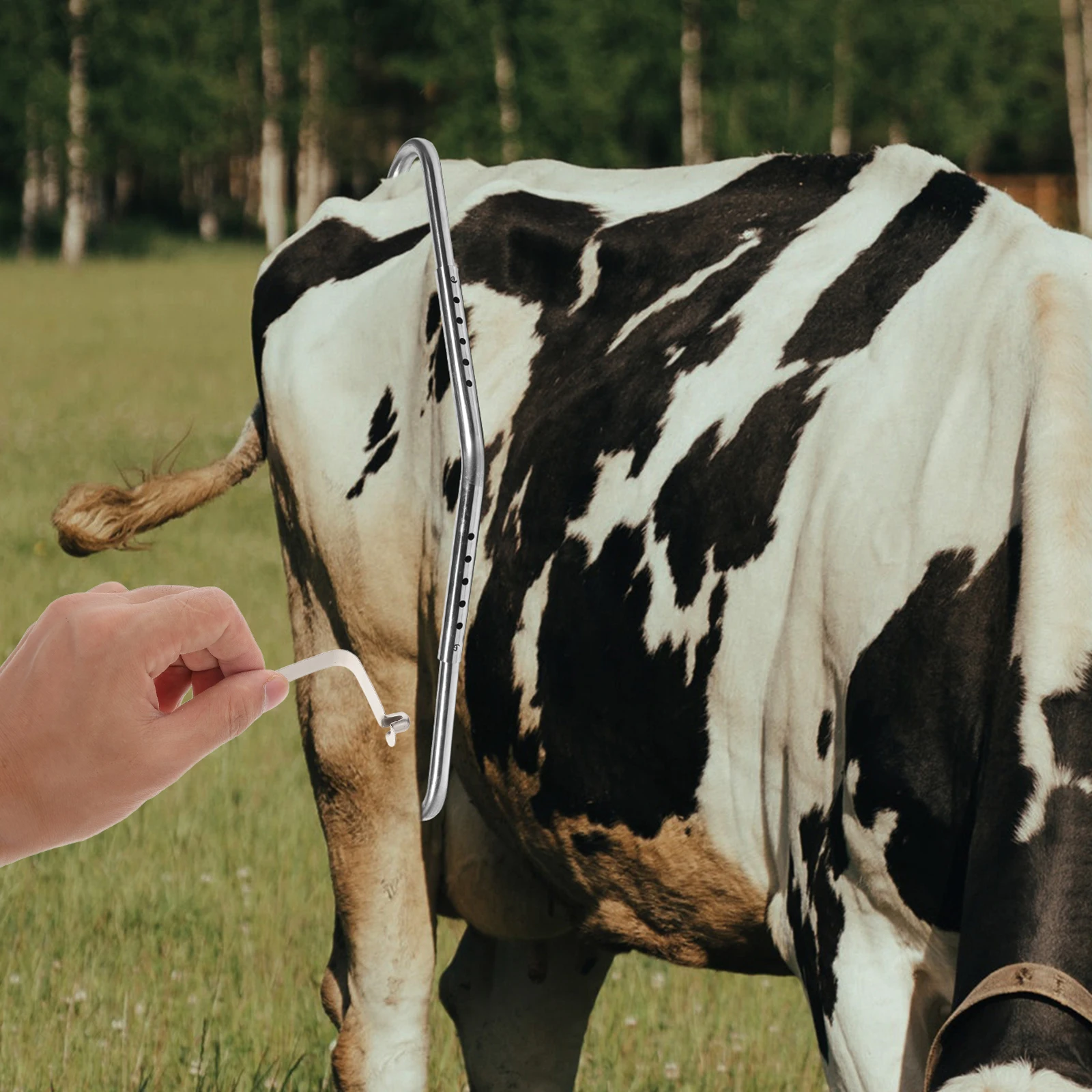 10Pcs Cow Kick Prevention Tool Anti-Kick Spring Clip Cattle Management Equipment Push Button Device for Farm Safety
10Pcs Cow Kick Prevention Tool Anti-Kick Spring Clip Cattle Management Equipment Push Button Device for Farm Safety