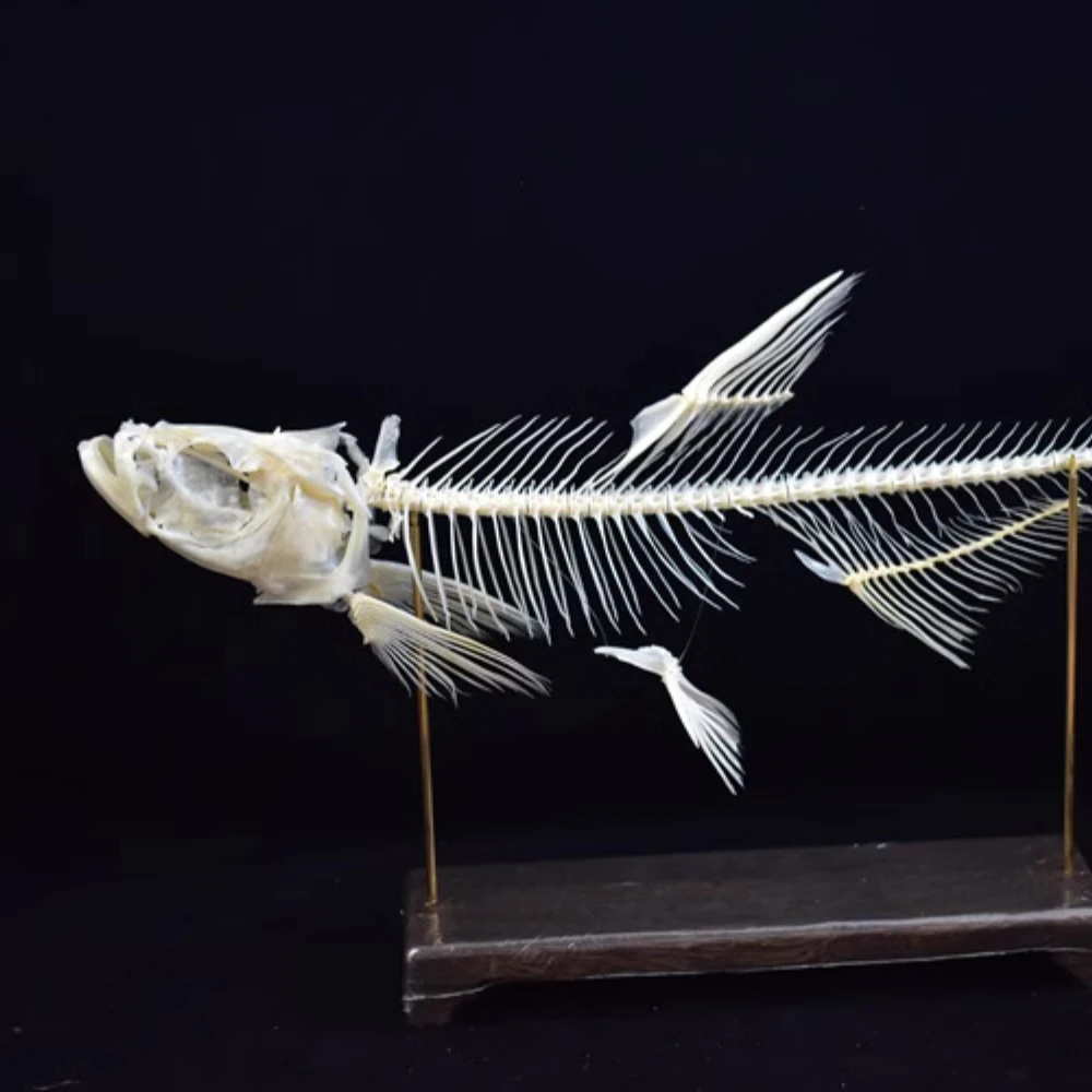 2080 Original Design, Handmade, Collectible Art, Fish Skeleton Specimens, Home Ornaments, Teaching Supplies, Creative Gifts
2080 Original Design, Handmade, Collectible Art, Fish Skeleton Specimens, Home Ornaments, Teaching Supplies, Creative Gifts