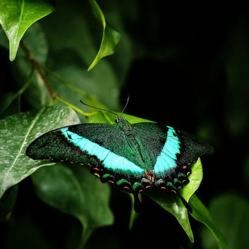 Exclusive for MJX 1/12 H12Y/H12Y+ RC Cars 41g Metal Car Body Decoration Parts Made of 6061 Aluminum for Upgrading and Modifying
Exclusive for MJX 1/12 H12Y/H12Y+ RC Cars 41g Metal Car Body Decoration Parts Made of 6061 Aluminum for Upgrading and Modifying