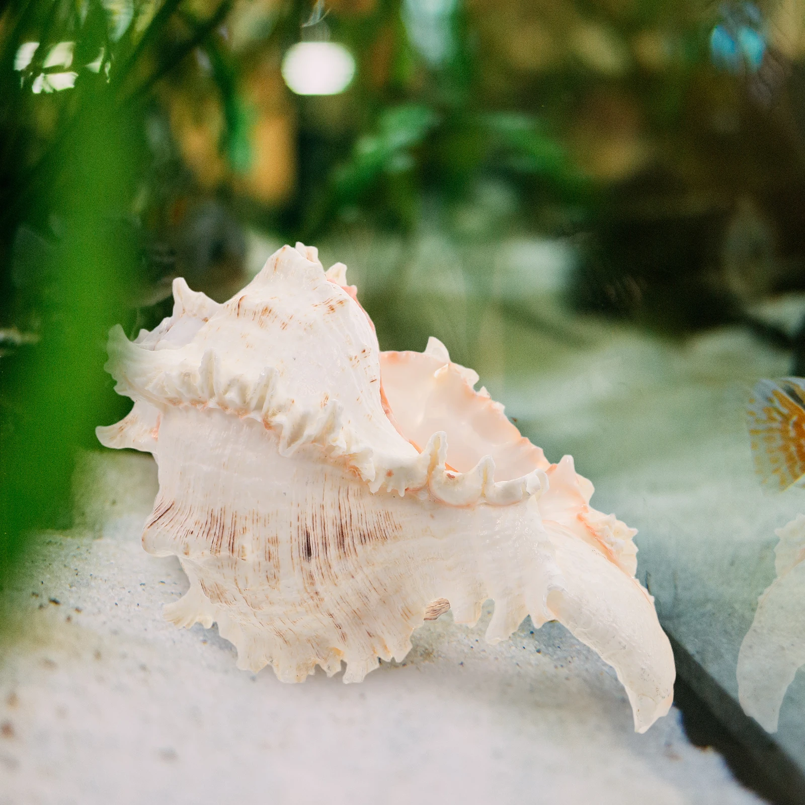 Large Natural Conch Shell Decor Seashells for Home Wedding Beach Party Fish Tank Vase Fillers Photography Props Bohemian
Large Natural Conch Shell Decor Seashells for Home Wedding Beach Party Fish Tank Vase Fillers Photography Props Bohemian