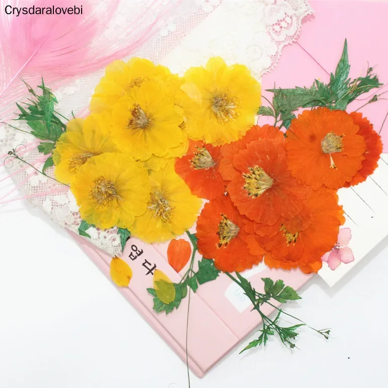 100pc Pressed Dried Cosmos Sulphureus Cav. Flower Plant Herbarium For Jewelry Postcard Phone Case Bookmark Craft DIY Accessories
100pc Pressed Dried Cosmos Sulphureus Cav. Flower Plant Herbarium For Jewelry Postcard Phone Case Bookmark Craft DIY Accessories