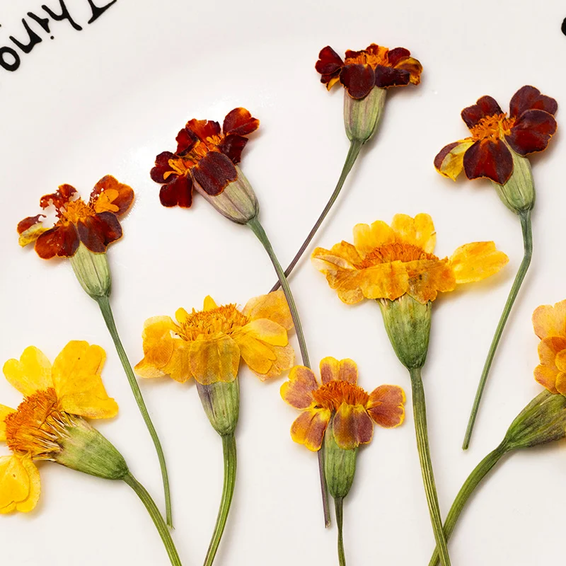 100Pcs Marigold Real Flower Pressed Flower Teaching Materials for Children Plant Specimen Materials Resin Dried Flowers Phone Case DIY
100Pcs Marigold Real Flower Pressed Flower Teaching Materials for Children Plant Specimen Materials Resin Dried Flowers Phone Case DIY