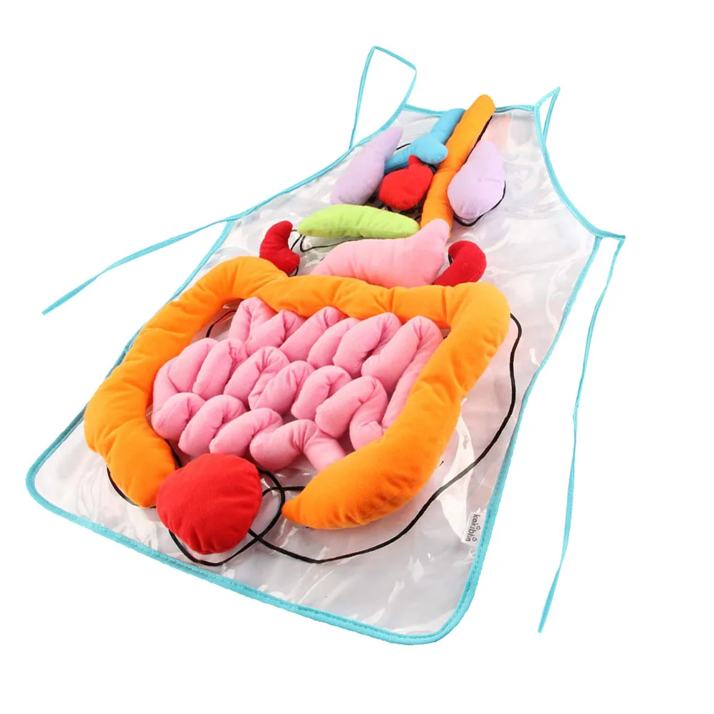 Human Toys gans Model Mold Body Polyester Anatomy gans Apron Education Learning Aid Puzzle 3D Jigsaw
Human Toys gans Model Mold Body Polyester Anatomy gans Apron Education Learning Aid Puzzle 3D Jigsaw