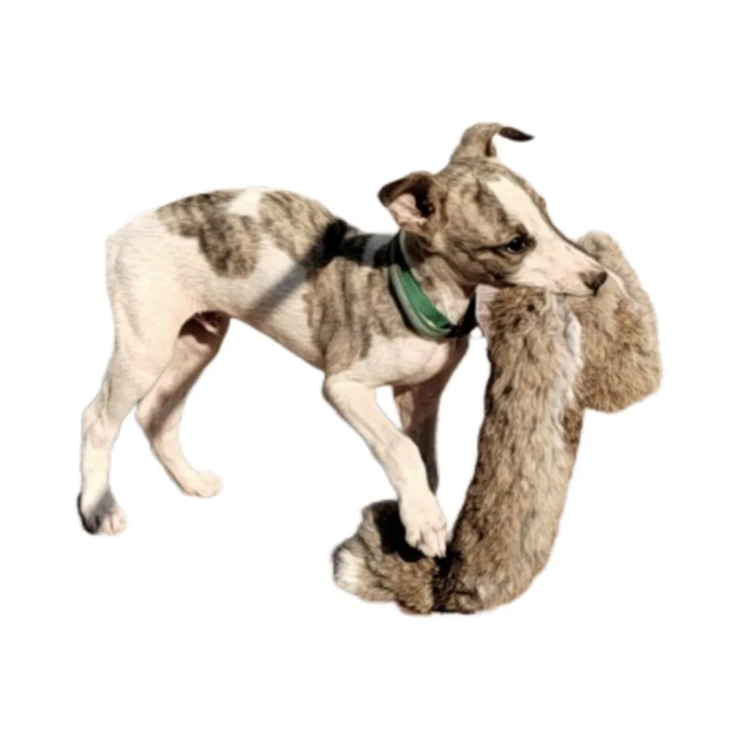 Outdoor Dog Walking Hunting Chicken Dog Opening God BB Whistle Thin Dog Rabbit Simulation Rabbit Trainer for Dogs
Outdoor Dog Walking Hunting Chicken Dog Opening God BB Whistle Thin Dog Rabbit Simulation Rabbit Trainer for Dogs