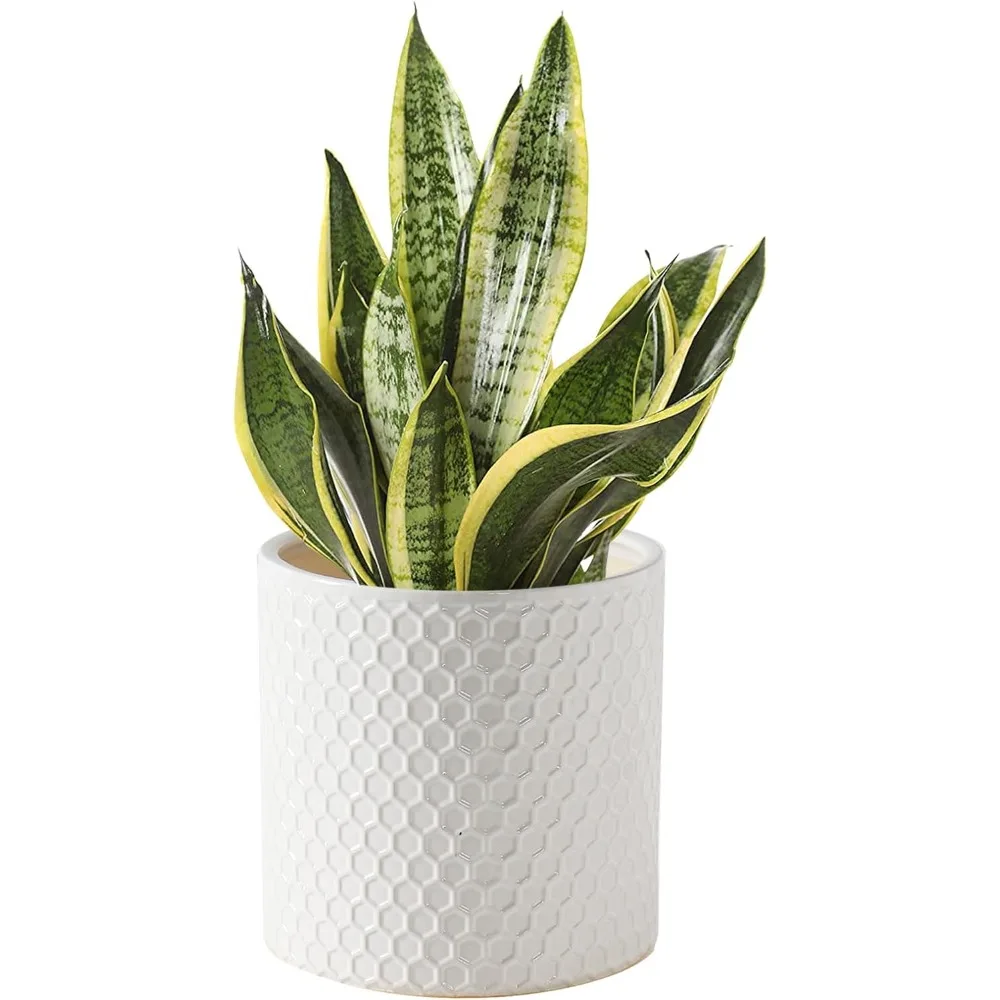 8 Inch Ceramic Plant Pot with Drainage Hole, Indoor Cylinder Round Planter Pot, Large Flower Pot Indoor and Outdoor,White
8 Inch Ceramic Plant Pot with Drainage Hole, Indoor Cylinder Round Planter Pot, Large Flower Pot Indoor and Outdoor,White