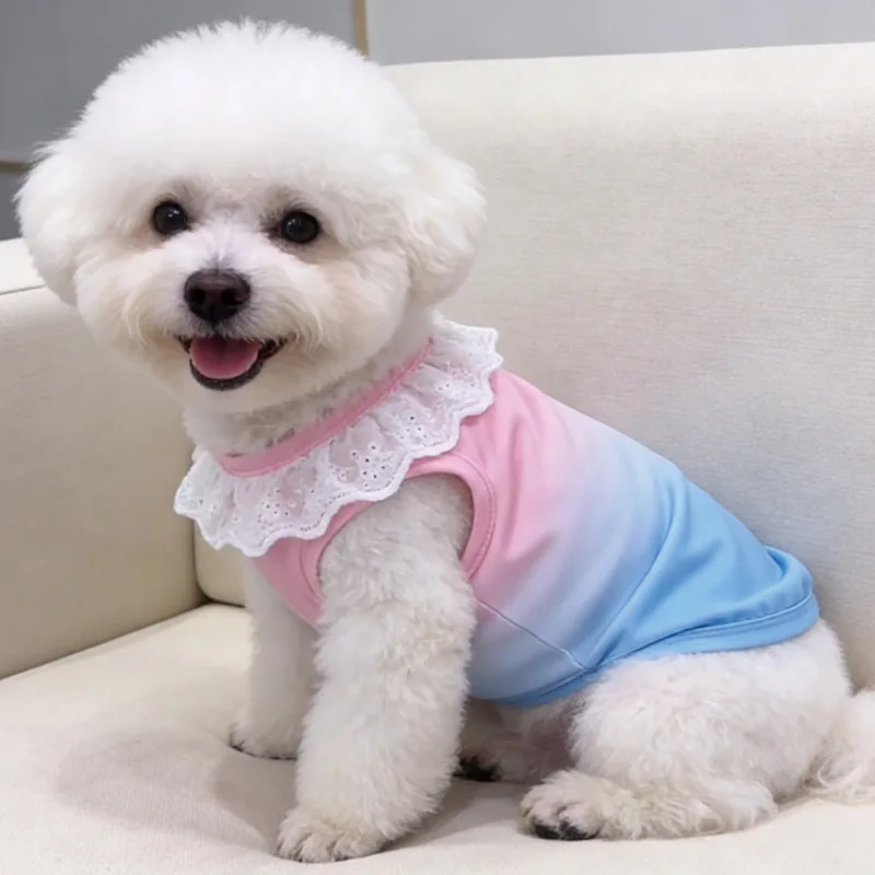 Sweet Dog Clothes Summer Lace Neckline Gradient Hoodies Shirt For Small Dogs Shih Tzu Dachshund Puppy Sleeveless Sweatshirt Vest
Sweet Dog Clothes Summer Lace Neckline Gradient Hoodies Shirt For Small Dogs Shih Tzu Dachshund Puppy Sleeveless Sweatshirt Vest
