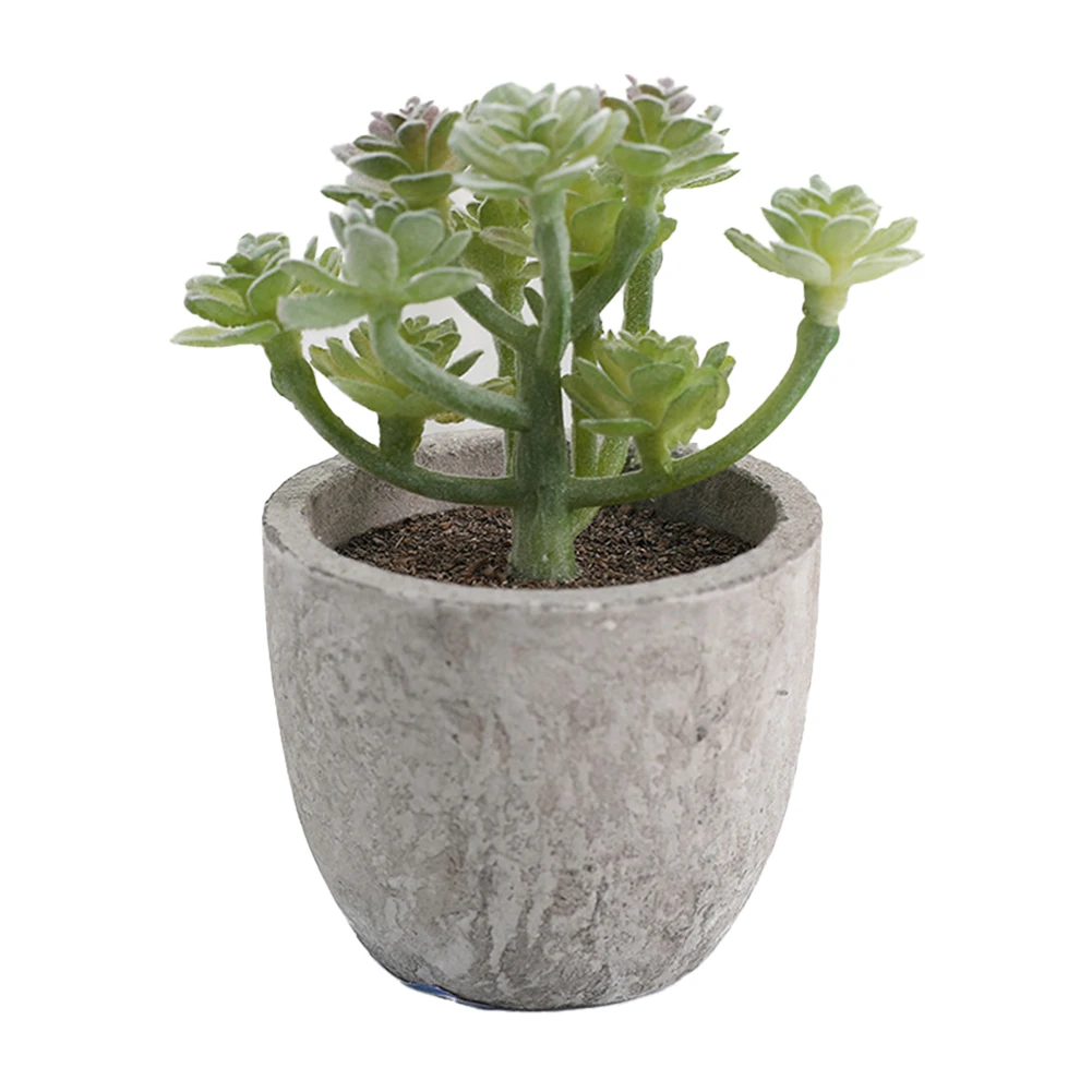 Vibrant Variegated Succulent Plants for Home Garden Decoration Minimal Care Indoor Air Purifying Potted Plants
Vibrant Variegated Succulent Plants for Home Garden Decoration Minimal Care Indoor Air Purifying Potted Plants