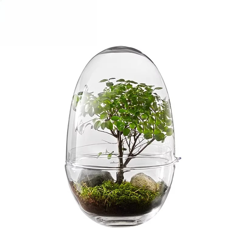 Glass cover micro-landscape ecological bottle ornament transparent, green plant display box dust-proof
Glass cover micro-landscape ecological bottle ornament transparent, green plant display box dust-proof