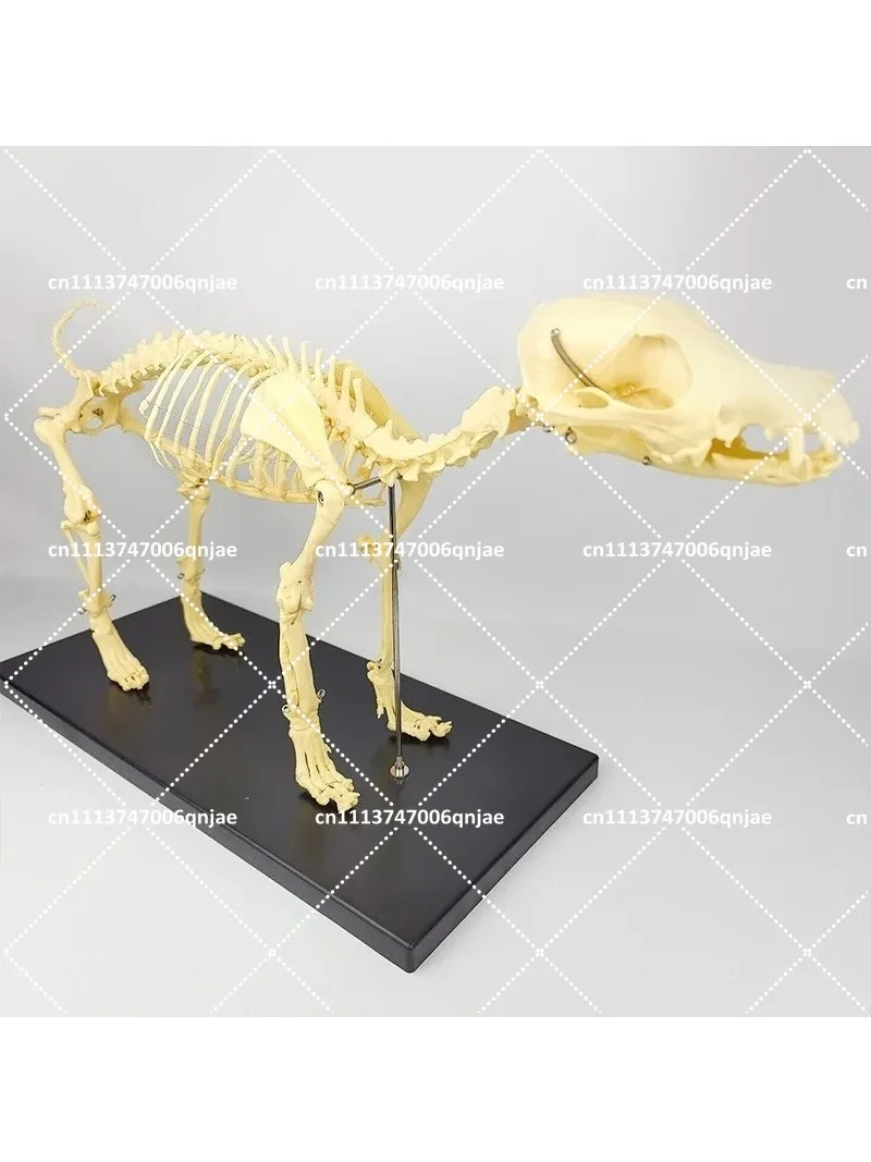 Dog Skeleton Model Anatomical Structure Joints for Veterinary Study & Pet Education
Dog Skeleton Model Anatomical Structure Joints for Veterinary Study & Pet Education