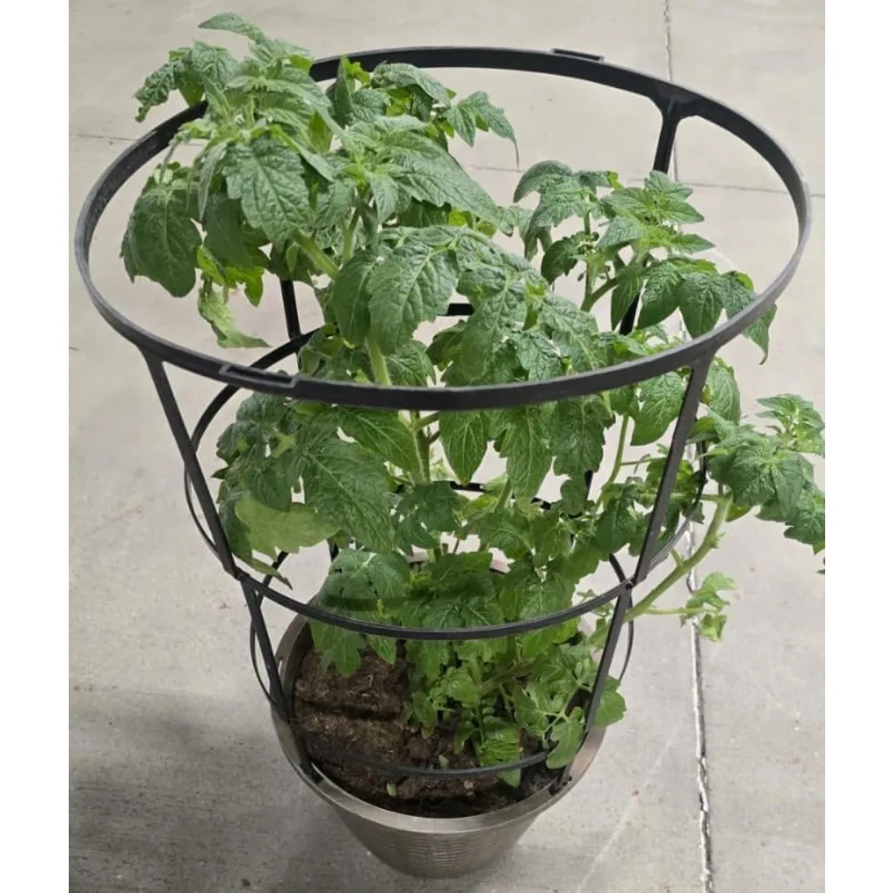Indoor Cherry Tomato Plant with Support Cage, 10 inch Pot, Live Growing Plant
Indoor Cherry Tomato Plant with Support Cage, 10 inch Pot, Live Growing Plant