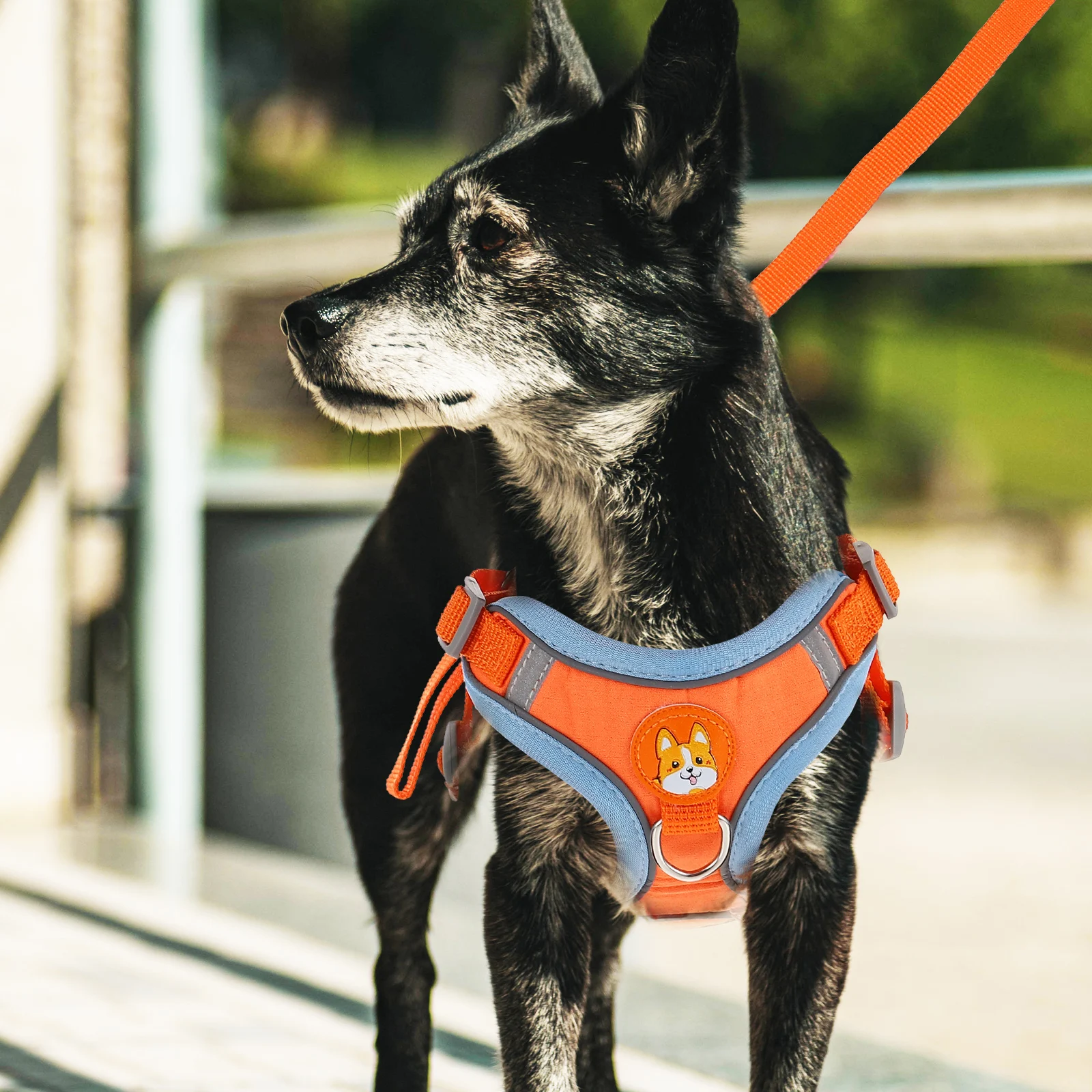 Resist Puppy Service Service Breathable Outdoor Harness Pet Carrier Small Medium Wear Resist Dog Harness Dog Size
Resist Puppy Service Service Breathable Outdoor Harness Pet Carrier Small Medium Wear Resist Dog Harness Dog Size