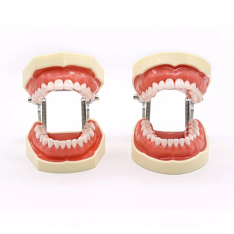 28/32 Dental Teeth Preparation Exercise Soft Gum Removable Oral Teaching Soft Tooth Model
28/32 Dental Teeth Preparation Exercise Soft Gum Removable Oral Teaching Soft Tooth Model