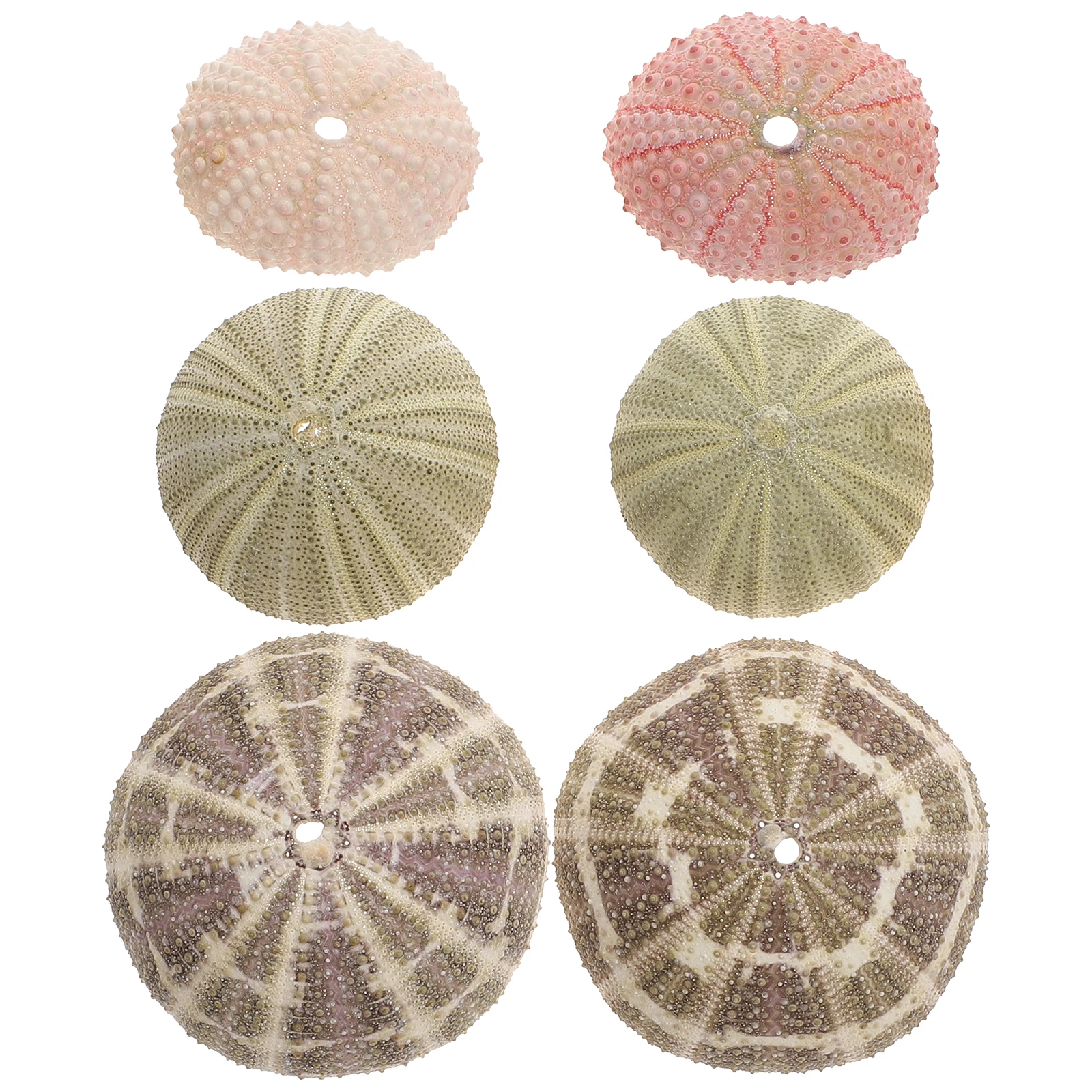 6 Pcs Natural Sea Shells Fish Aquarium Decoration Tank Decorations Tabletop Planter Flower Pot Stand
6 Pcs Natural Sea Shells Fish Aquarium Decoration Tank Decorations Tabletop Planter Flower Pot Stand