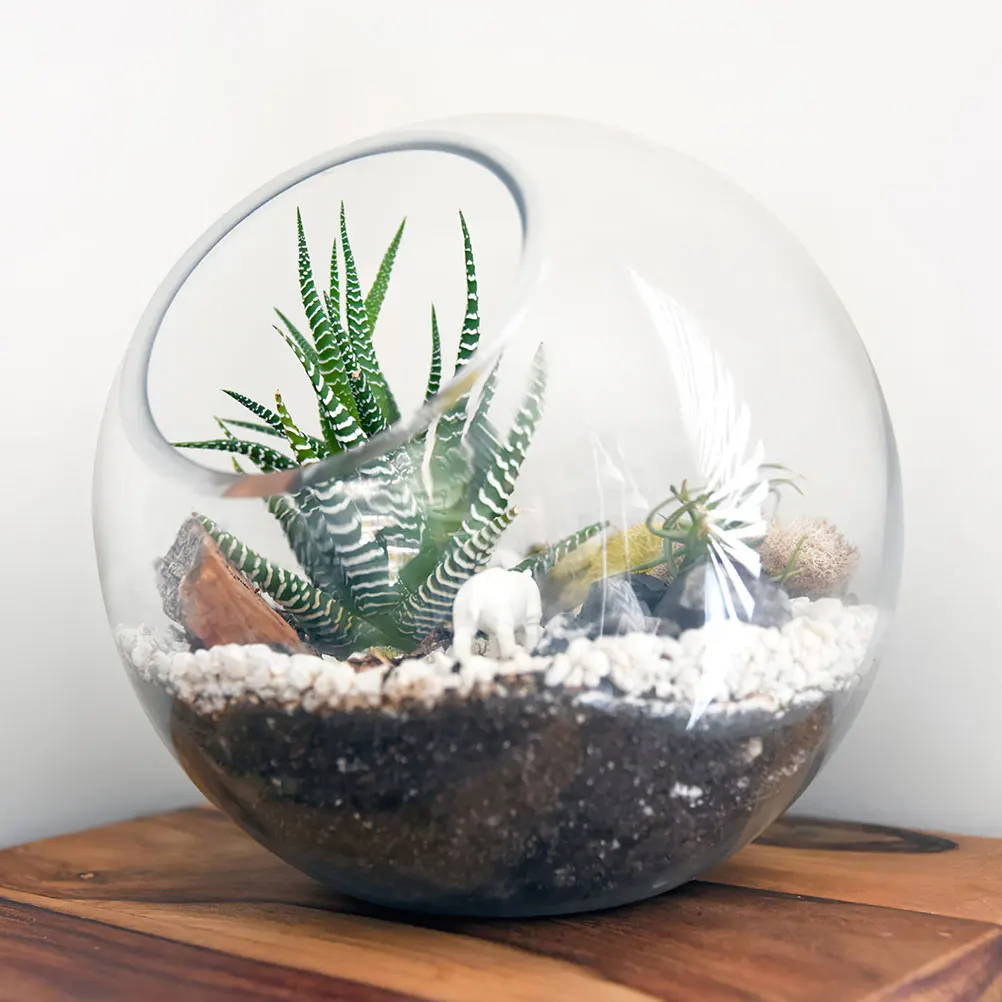 3Pcs Watering Flower Pots Glass Terrarium Slant Design Decorative Succulent Micro Landscape Bottle Home Desktop Planter
3Pcs Watering Flower Pots Glass Terrarium Slant Design Decorative Succulent Micro Landscape Bottle Home Desktop Planter