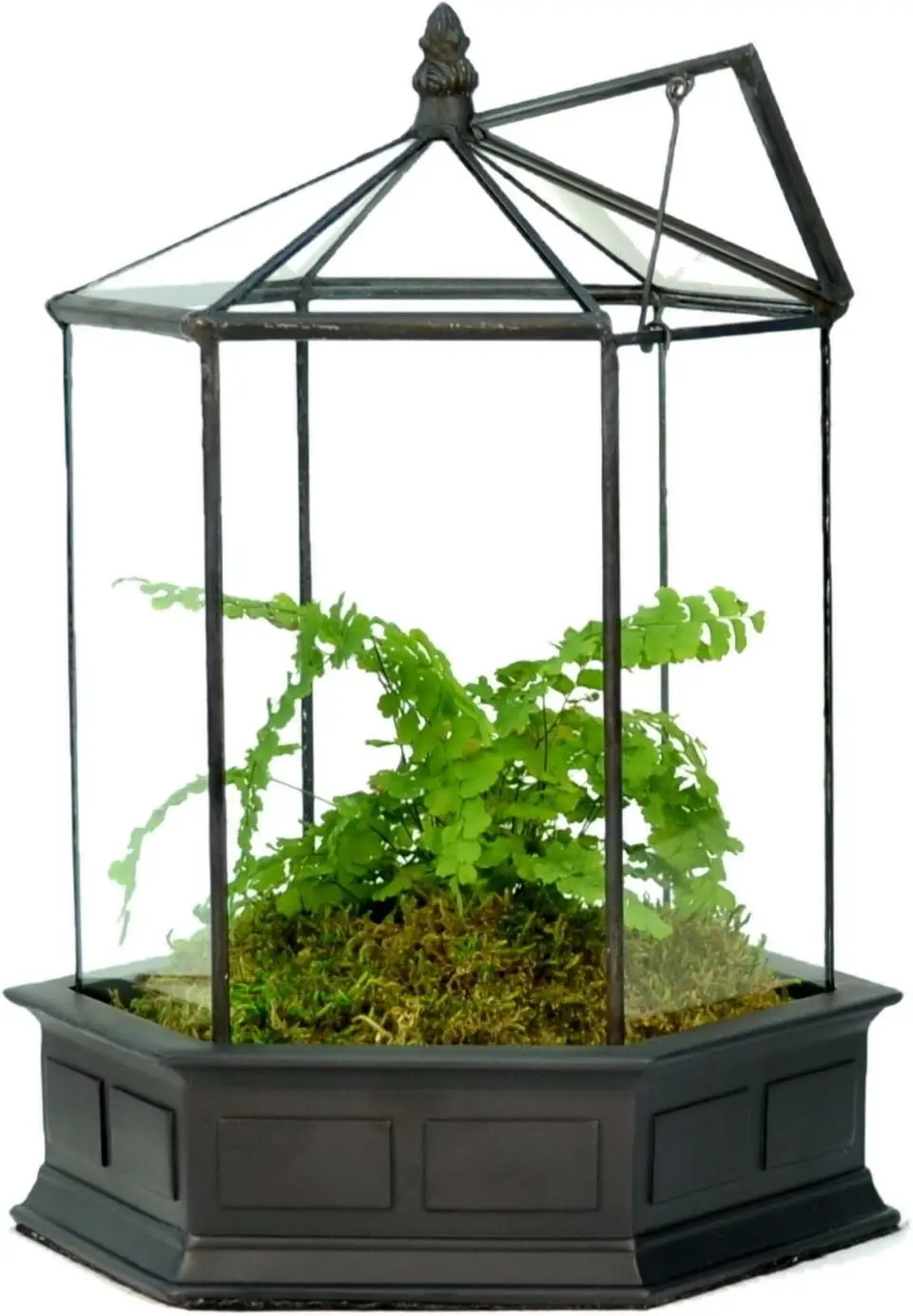Terrarium Succulent Planter Wardian Case Plant Container Six Sided WAR151
Terrarium Succulent Planter Wardian Case Plant Container Six Sided WAR151