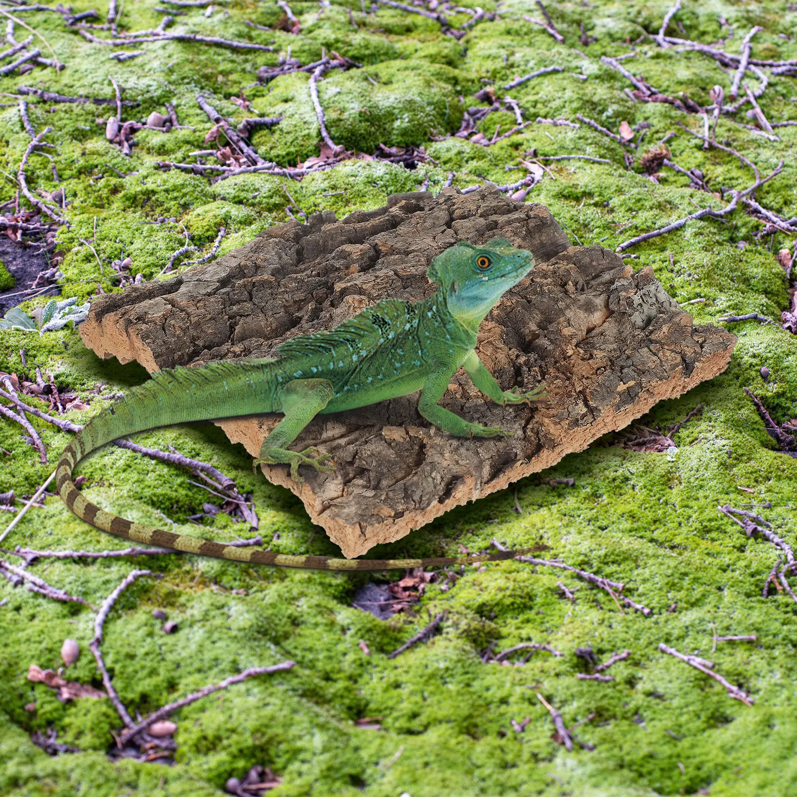 5 Pcs Tortoise Accessories Cork Bark Hide Reptile Background Light Brown Lizard Climbing
5 Pcs Tortoise Accessories Cork Bark Hide Reptile Background Light Brown Lizard Climbing