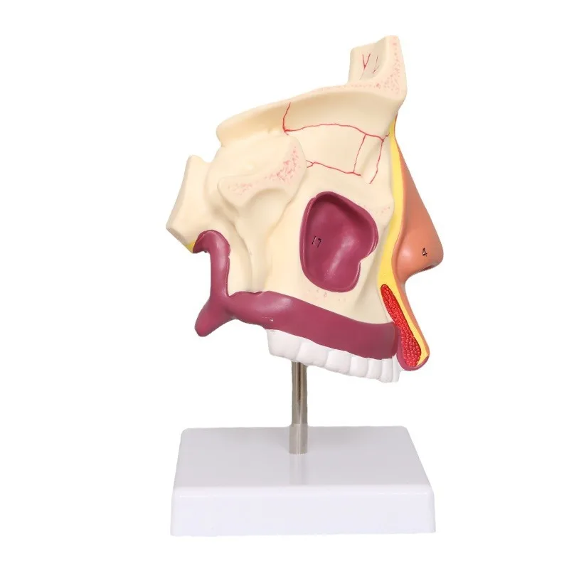 Otolaryngology Medical Teaching Model Nose Oral Nose Structure Organization Model Human Nasal Anatomy Model
Otolaryngology Medical Teaching Model Nose Oral Nose Structure Organization Model Human Nasal Anatomy Model